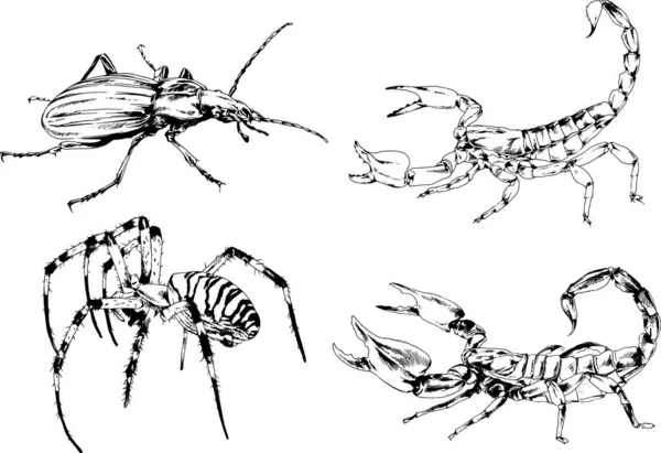 Vektorzeichnungen Skizzieren Verschiedene Insekten Käfer Skorpione Spinnen Mit Tusche Von — Stockvektor