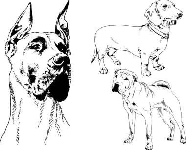 Vektör çizimleri, arka planı olmayan nesneler, mürekkeple çizilmiş soylu köpek ve kedileri çizer.