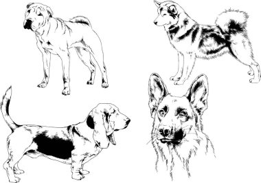 Vektör çizimleri, arka planı olmayan nesneler, mürekkeple çizilmiş soylu köpek ve kedileri çizer.
