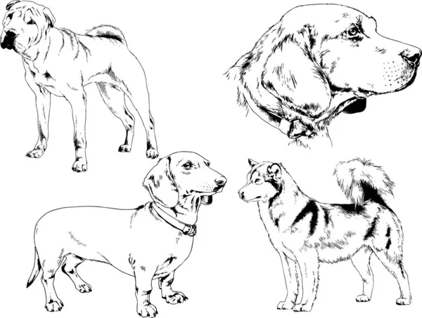 Desenhos Vetoriais Esboços Pedigree Cães Gatos Desenhados Tinta Mão Objetos — Vetor de Stock