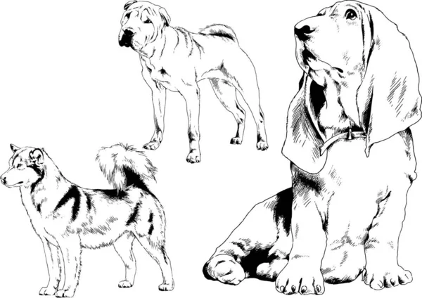 Dessins Vectoriels Croquis Pedigree Chiens Chats Dessinés Encre Main Objets — Image vectorielle