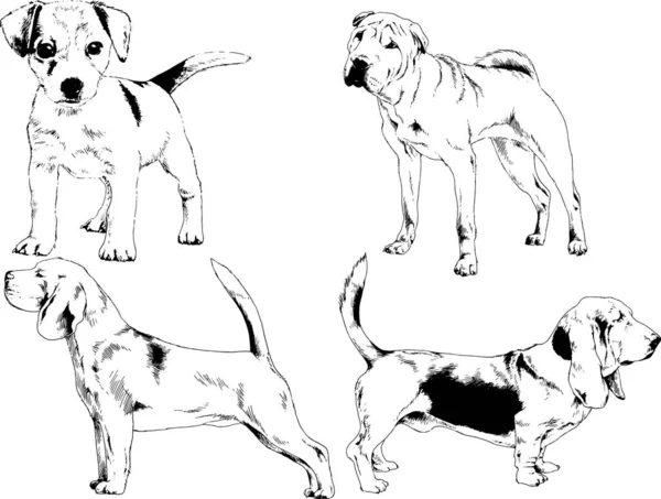 Disegni Vettoriali Schizzi Pedigree Cani Gatti Disegnati Mano Con Inchiostro — Vettoriale Stock