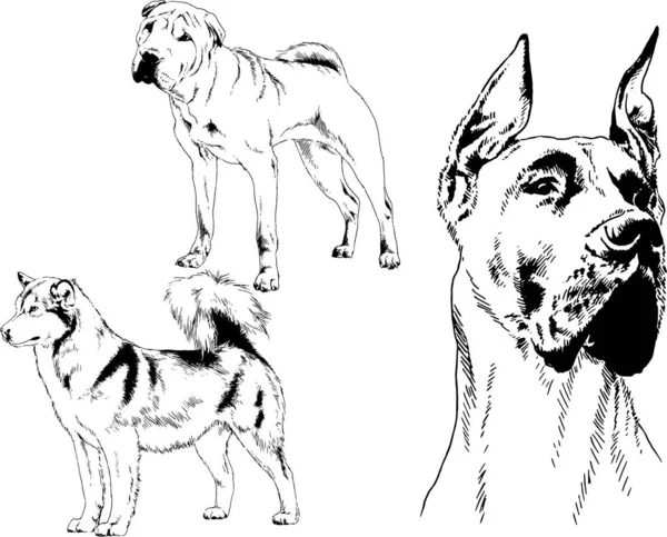 Dessins Vectoriels Croquis Pedigree Chiens Chats Dessinés Encre Main Objets — Image vectorielle