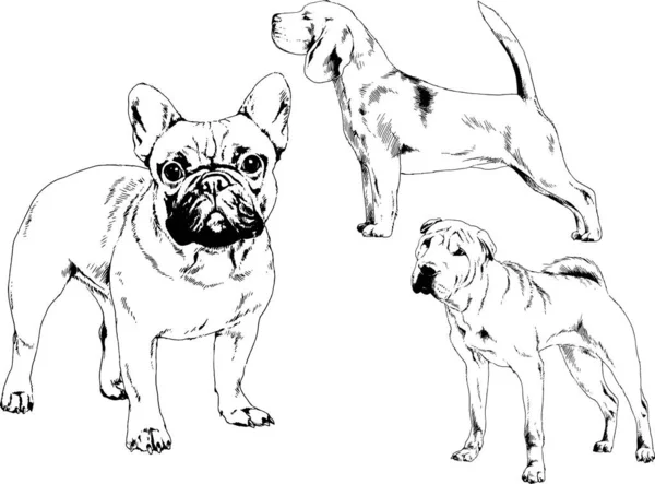 Dessins Vectoriels Croquis Pedigree Chiens Chats Dessinés Encre Main Objets — Image vectorielle