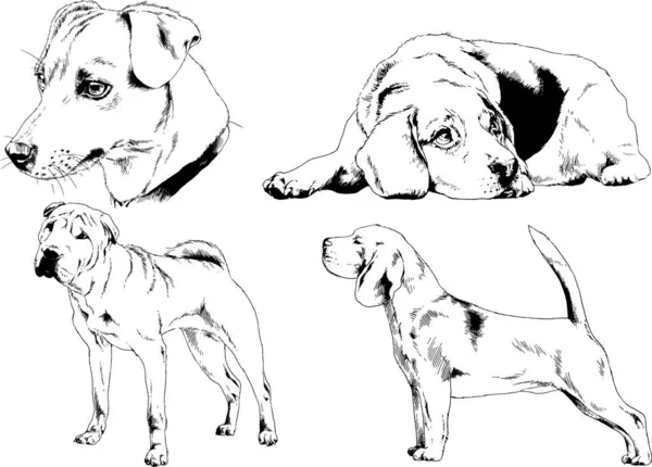 Dessins Vectoriels Croquis Pedigree Chiens Chats Dessinés Encre Main Objets — Image vectorielle