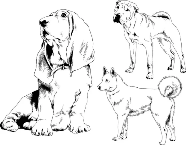 Dessins Vectoriels Croquis Pedigree Chiens Chats Dessinés Encre Main Objets — Image vectorielle