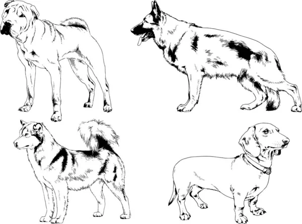 Dibujos Vectoriales Bocetos Pedigrí Perros Gatos Dibujados Tinta Mano Objetos — Archivo Imágenes Vectoriales