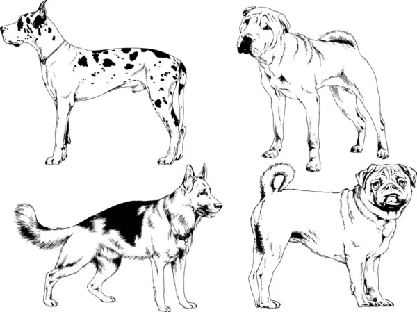 Desenhos Vetoriais Esboços Pedigree Cães Gatos Desenhados Tinta Mão Objetos —  Vetores de Stock