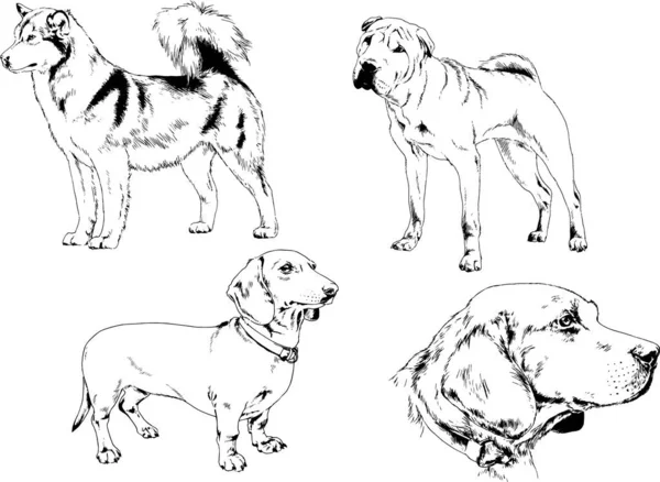 Dessins Vectoriels Croquis Pedigree Chiens Chats Dessinés Encre Main Objets — Image vectorielle