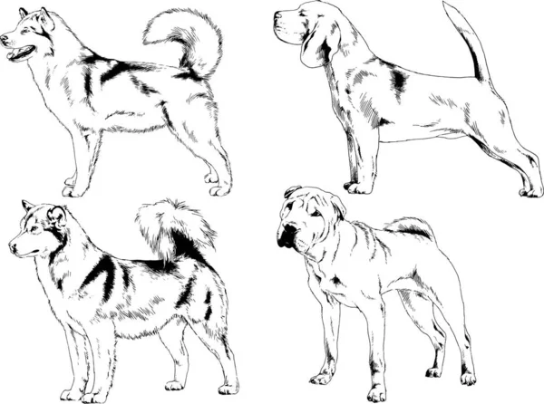 Dibujos Vectoriales Bocetos Pedigrí Perros Gatos Dibujados Tinta Mano Objetos — Vector de stock