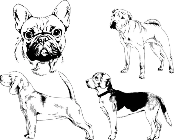 ベクターの絵は手描きでインクで描いた血統の犬や猫 背景のないもの — ストックベクタ