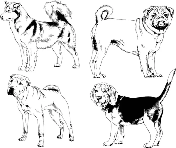 Dibujos Vectoriales Bocetos Pedigrí Perros Gatos Dibujados Tinta Mano Objetos — Vector de stock