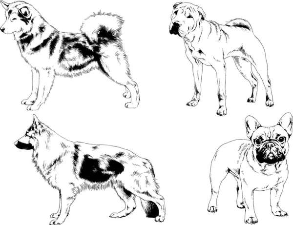 Vektor Ritningar Skisser Stamtavla Hundar Och Katter Ritade Bläck För — Stock vektor