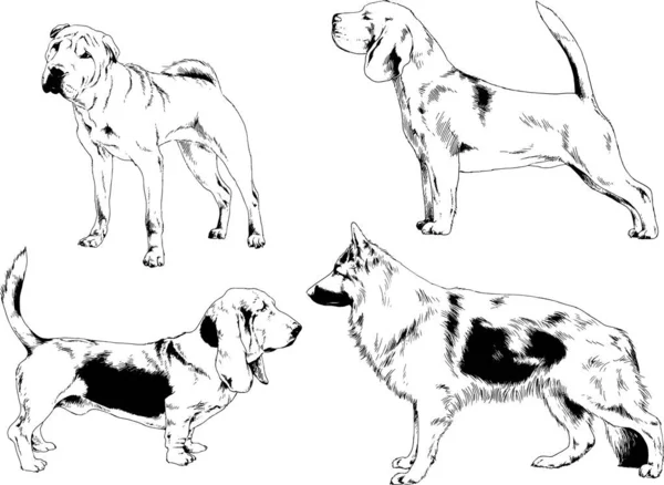 Dibujos Vectoriales Bocetos Pedigrí Perros Gatos Dibujados Tinta Mano Objetos — Vector de stock