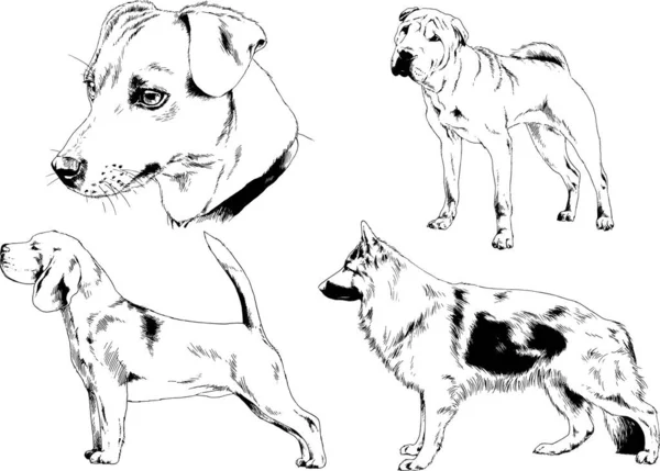 Disegni Vettoriali Schizzi Pedigree Cani Gatti Disegnati Mano Con Inchiostro — Vettoriale Stock