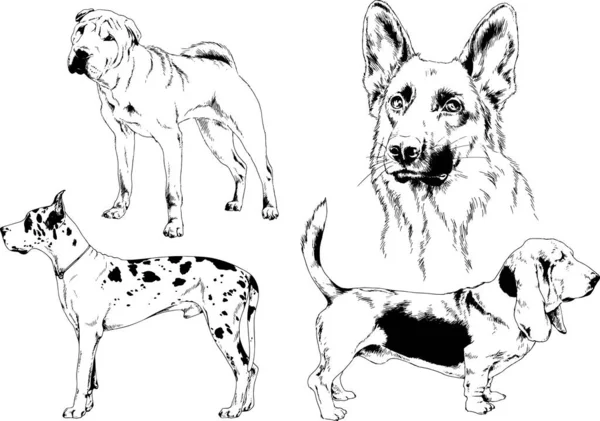 Disegni Vettoriali Schizzi Pedigree Cani Gatti Disegnati Mano Con Inchiostro — Vettoriale Stock