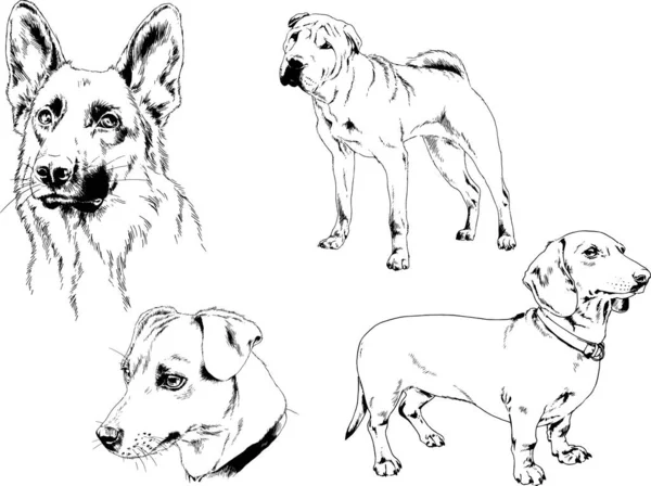 Dessins Vectoriels Croquis Pedigree Chiens Chats Dessinés Encre Main Objets — Image vectorielle