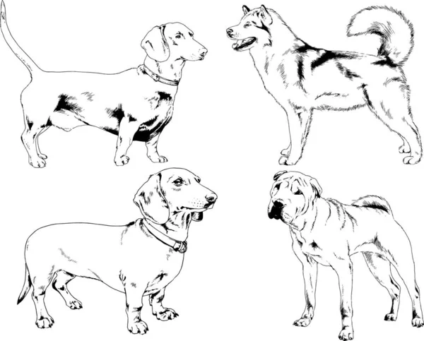 Desenhos Vetoriais Esboços Pedigree Cães Gatos Desenhados Tinta Mão Objetos — Vetor de Stock