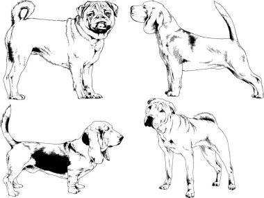Vektör çizimleri, arka planı olmayan nesneler, mürekkeple çizilmiş soylu köpek ve kedileri çizer.