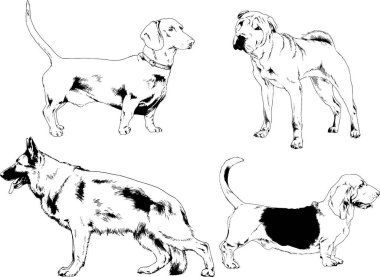 Vektör çizimleri, arka planı olmayan nesneler, mürekkeple çizilmiş soylu köpek ve kedileri çizer.