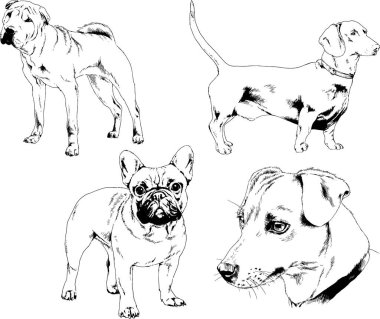 Vektör çizimleri, arka planı olmayan nesneler, mürekkeple çizilmiş soylu köpek ve kedileri çizer.