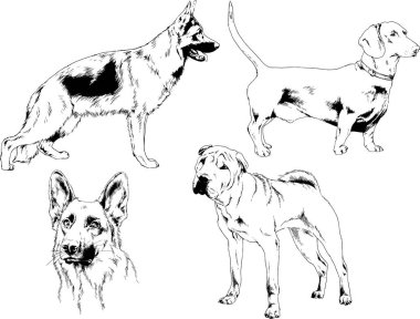 Vektör çizimleri, arka planı olmayan nesneler, mürekkeple çizilmiş soylu köpek ve kedileri çizer.