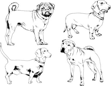 Vektör çizimleri, arka planı olmayan nesneler, mürekkeple çizilmiş soylu köpek ve kedileri çizer.