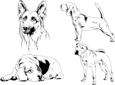 Vektör çizimleri, arka planı olmayan nesneler, mürekkeple çizilmiş soylu köpek ve kedileri çizer.