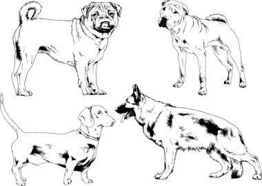 Vektör çizimleri, arka planı olmayan nesneler, mürekkeple çizilmiş soylu köpek ve kedileri çizer.