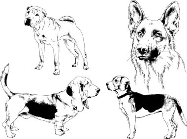 Vektör çizimleri, arka planı olmayan nesneler, mürekkeple çizilmiş soylu köpek ve kedileri çizer.