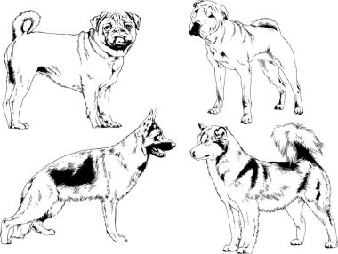 Vektör çizimleri, arka planı olmayan nesneler, mürekkeple çizilmiş soylu köpek ve kedileri çizer.