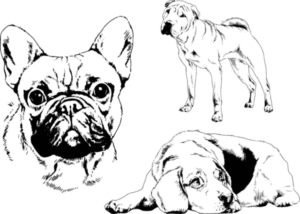 Desenhos Vetoriais Esboços Pedigree Cães Gatos Desenhados Tinta Mão Objetos — Vetor de Stock