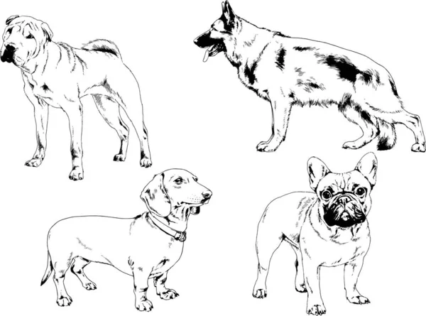 Dibujos Vectoriales Bocetos Pedigrí Perros Gatos Dibujados Tinta Mano Objetos — Vector de stock