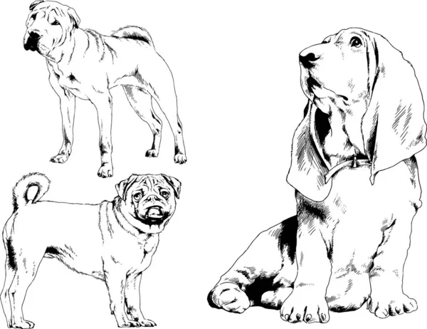 Dibujos Vectoriales Bocetos Pedigrí Perros Gatos Dibujados Tinta Mano Objetos — Vector de stock