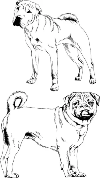 Desenhos Vetoriais Esboços Pedigree Cães Gatos Desenhados Tinta Mão Objetos —  Vetores de Stock