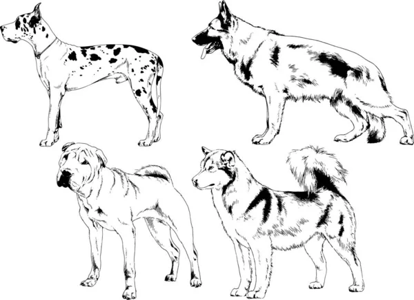 Disegni Vettoriali Schizzi Pedigree Cani Gatti Disegnati Mano Con Inchiostro — Vettoriale Stock