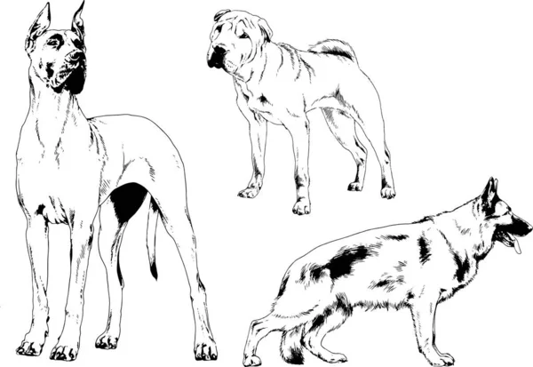 Disegni Vettoriali Schizzi Pedigree Cani Gatti Disegnati Mano Con Inchiostro — Vettoriale Stock