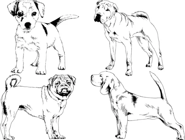 Dibujos Vectoriales Bocetos Pedigrí Perros Gatos Dibujados Tinta Mano Objetos — Archivo Imágenes Vectoriales