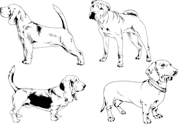 Dessins Vectoriels Croquis Pedigree Chiens Chats Dessinés Encre Main Objets — Image vectorielle