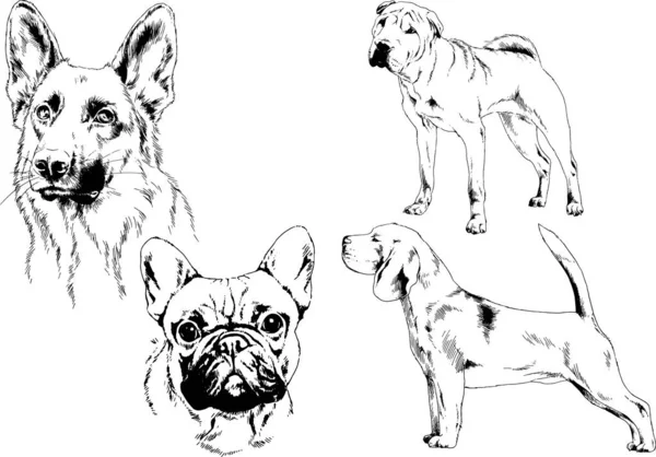 Dessins Vectoriels Croquis Pedigree Chiens Chats Dessinés Encre Main Objets — Image vectorielle