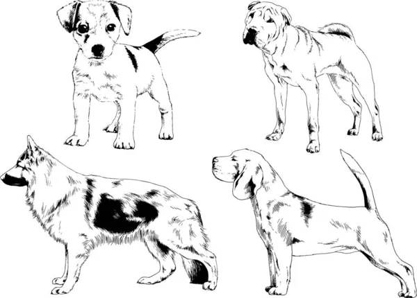 Disegni Vettoriali Schizzi Pedigree Cani Gatti Disegnati Mano Con Inchiostro — Vettoriale Stock