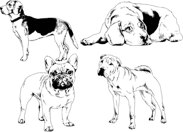 Vector Drawings Sketches Pedigree Dogs Cats Drawn Ink Hand Objects — Stock Vector