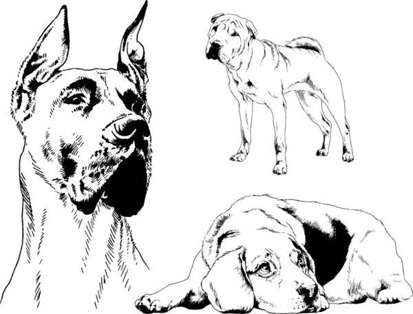 Desenhos Vetoriais Esboços Pedigree Cães Gatos Desenhados Tinta Mão Objetos —  Vetores de Stock