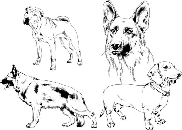 Desenhos Vetoriais Esboços Pedigree Cães Gatos Desenhados Tinta Mão Objetos — Vetor de Stock