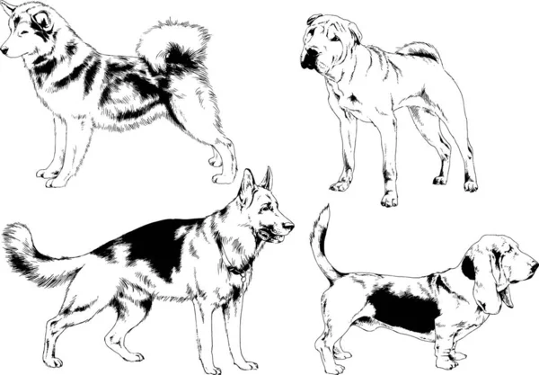 Desenhos Vetoriais Esboços Pedigree Cães Gatos Desenhados Tinta Mão Objetos —  Vetores de Stock