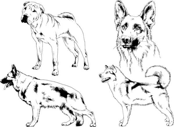 Desenhos Vetoriais Esboços Pedigree Cães Gatos Desenhados Tinta Mão Objetos —  Vetores de Stock