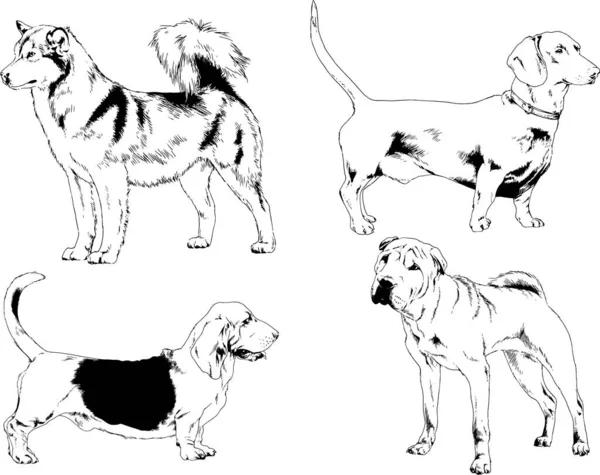 Vektör çizimleri, arka planı olmayan nesneler, mürekkeple çizilmiş soylu köpek ve kedileri çizer.