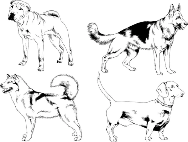 矢量绘图素描用笔画的家犬和猫 没有背景的物体 — 图库矢量图片