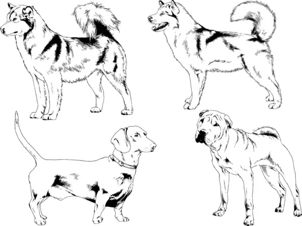 Disegni Vettoriali Schizzi Pedigree Cani Gatti Disegnati Mano Con Inchiostro — Vettoriale Stock