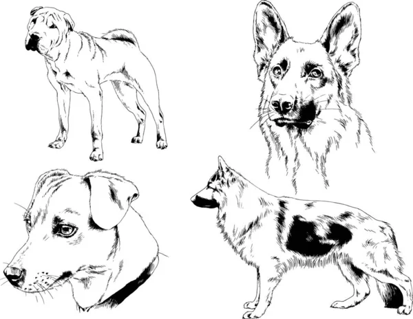 Desenhos Vetoriais Esboços Pedigree Cães Gatos Desenhados Tinta Mão Objetos —  Vetores de Stock